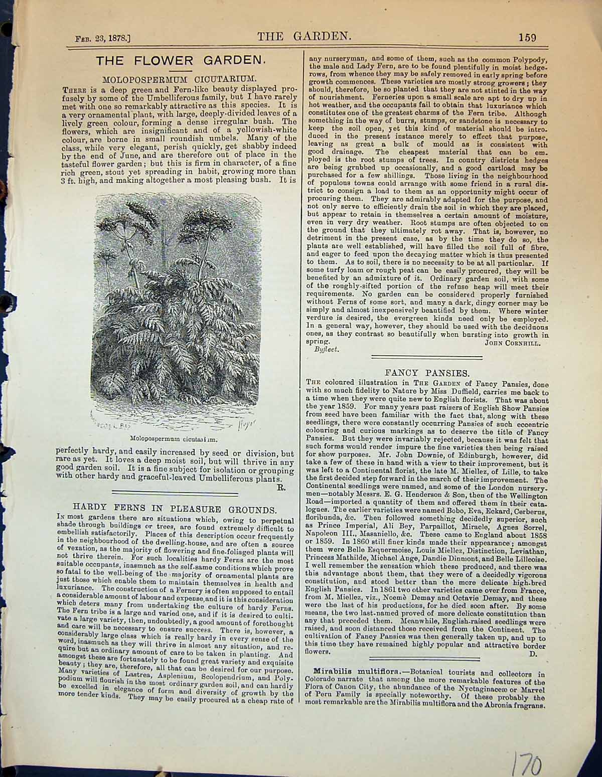 Original Old Antique Print Molopospermum Cicutarium Plant Botany Garden 1878