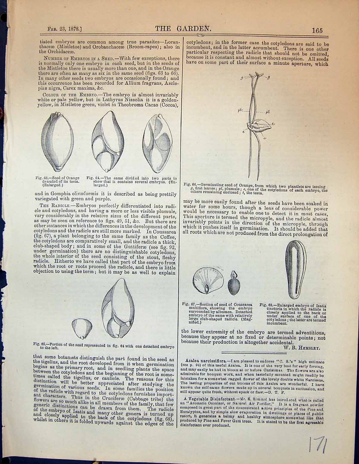 Old Orange Seed Embryos Germinating Coussarea Isatis Plants Garden 18 19th