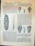 Antique Old Print Pinus Excelsa Wallich Cone Leaves Scales Seed Garden 1878