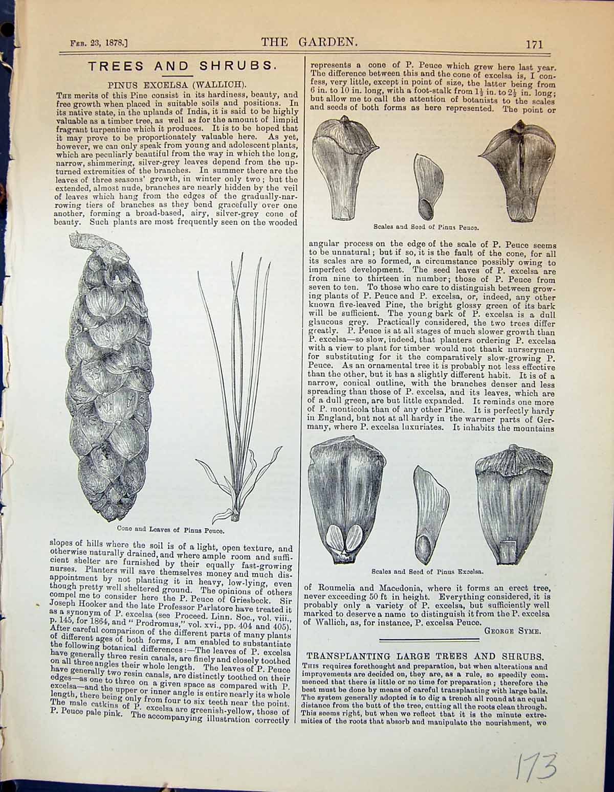 Antique Old Print Pinus Excelsa Wallich Cone Leaves Scales Seed Garden 1878