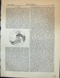Original Old Antique Print Japan Trees Roots Garden 1878 19th Century