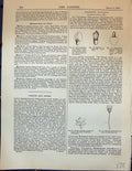 Old Print Botany Embryo Lime Scotch Pine Dioscorea Cordifolia Garden 1878 19th