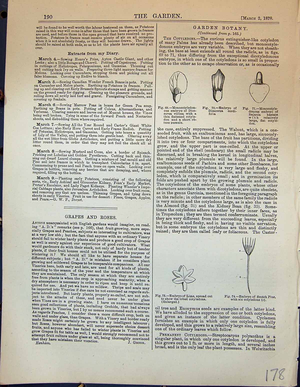 Old Print Botany Embryo Lime Scotch Pine Dioscorea Cordifolia Garden 1878 19th