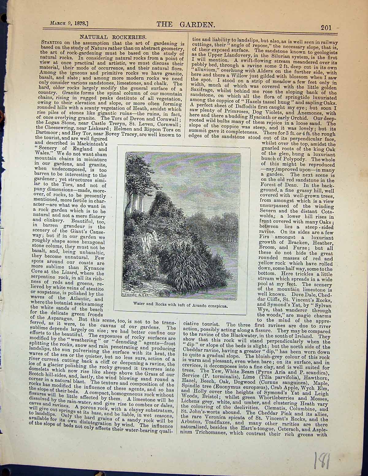Original Old Antique Print Water Rocks Tuft Arundo Conspicua Trees Garden 1878