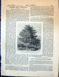 Original Old Antique Print Hardy Tree Cedrela Sinensis Plants Garden 1878 19th