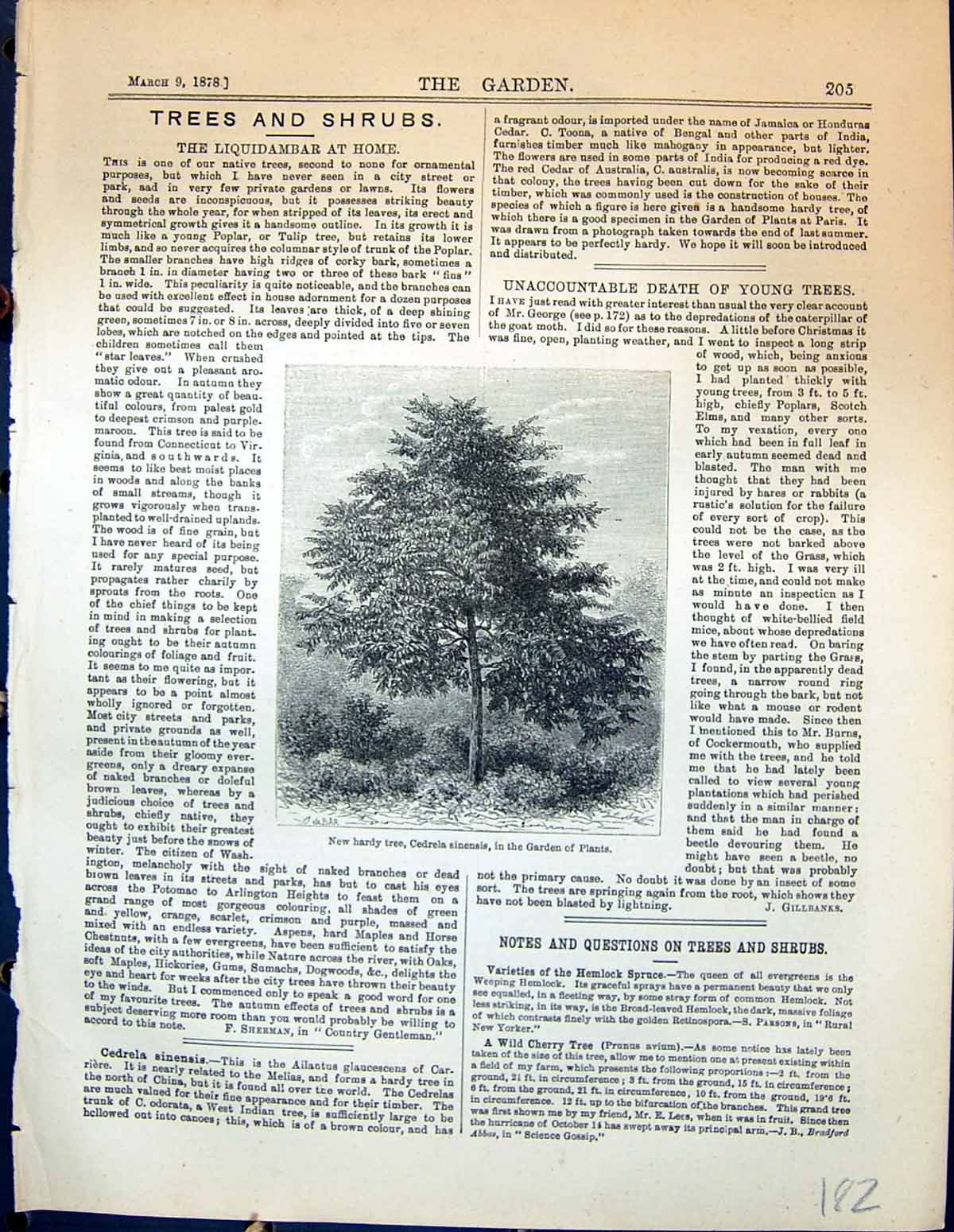 Original Old Antique Print Hardy Tree Cedrela Sinensis Plants Garden 1878 19th