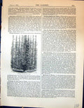 Original Old Antique Print Garden 1878 Winged Pyramid Fruit Tree 19th