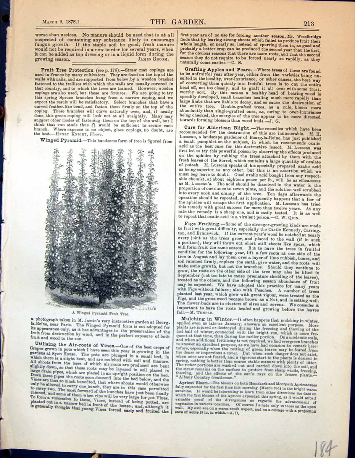 Original Old Antique Print Garden 1878 Winged Pyramid Fruit Tree 19th