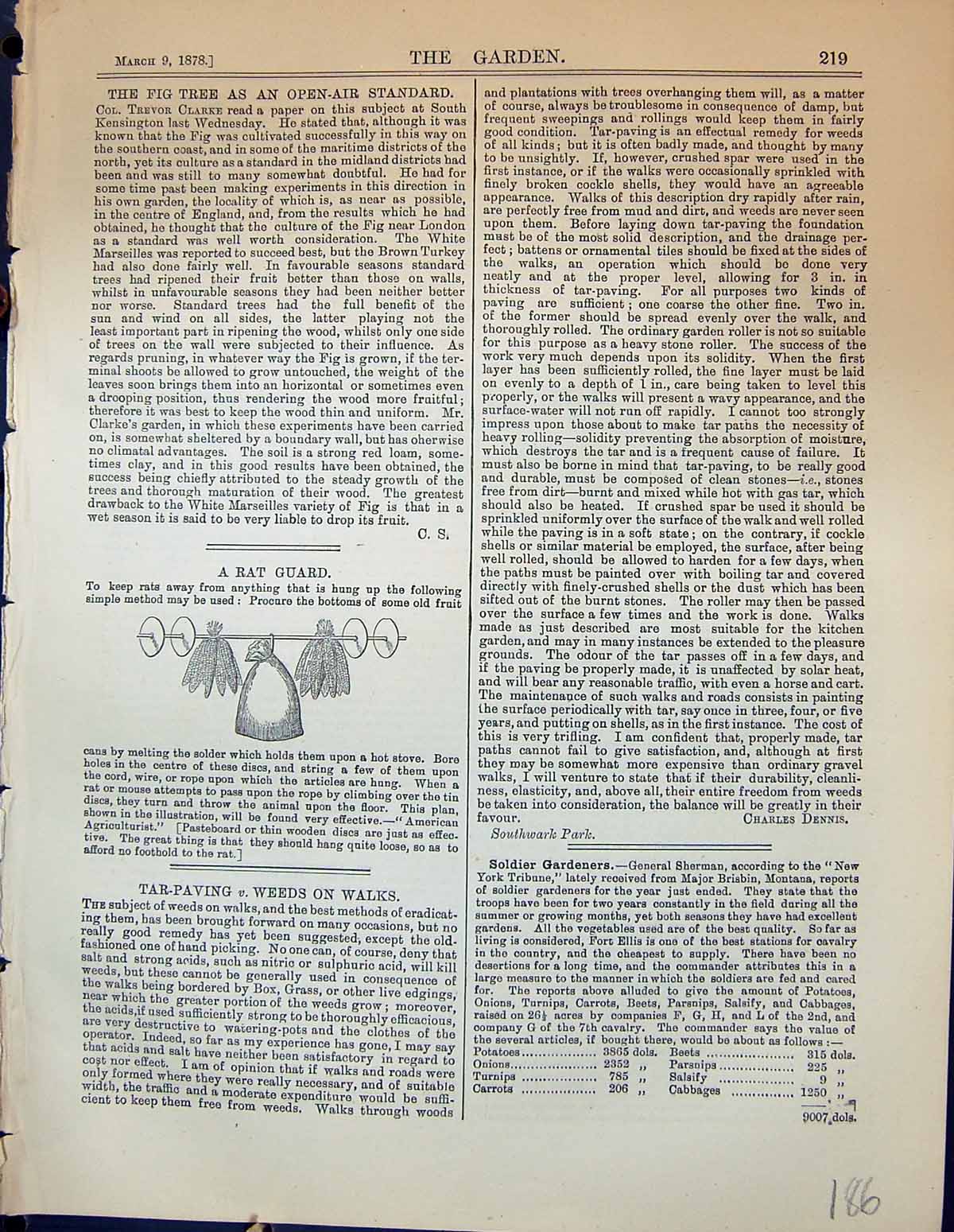 Original Old Antique Print Rat Guard Fruit Garden 1878 19th Century