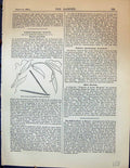 Original Old Antique Print Stem Leaves Pods Vanilla Planifolia Garden 1878 19th