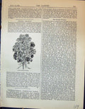 Original Old Antique Print Celosia Cristata Variegata Plants Garden 1878 19th