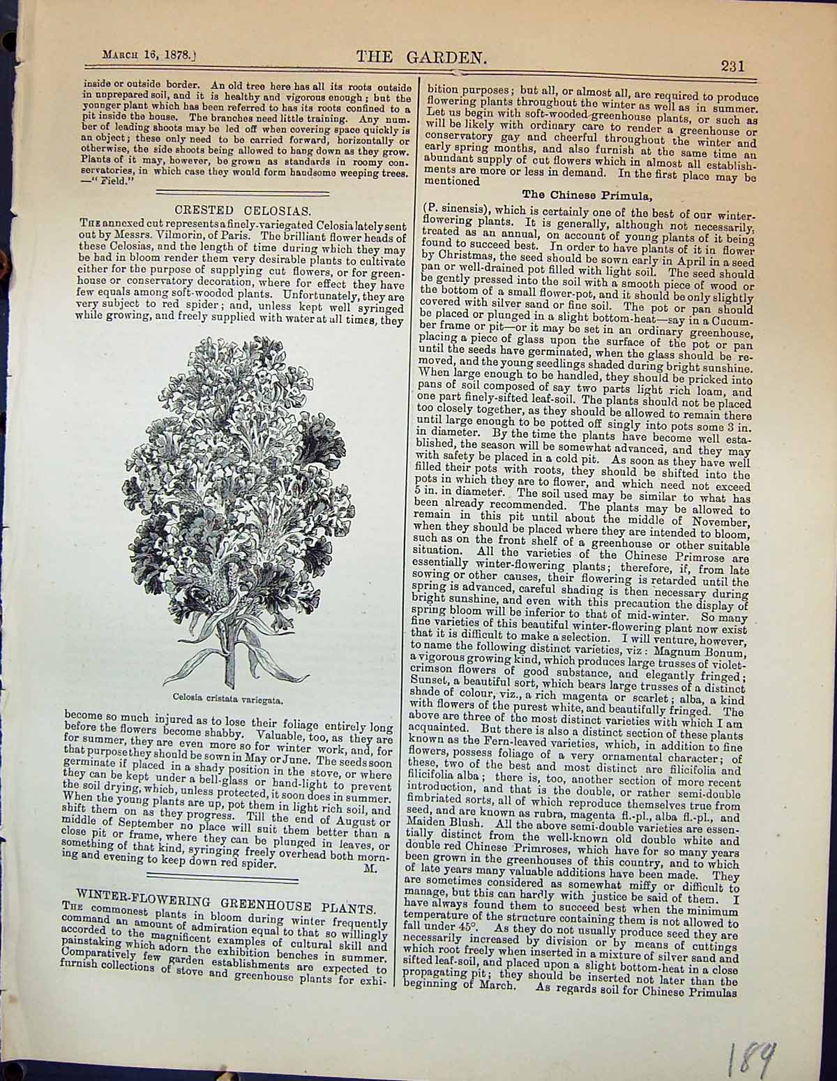 Original Old Antique Print Celosia Cristata Variegata Plants Garden 1878 19th