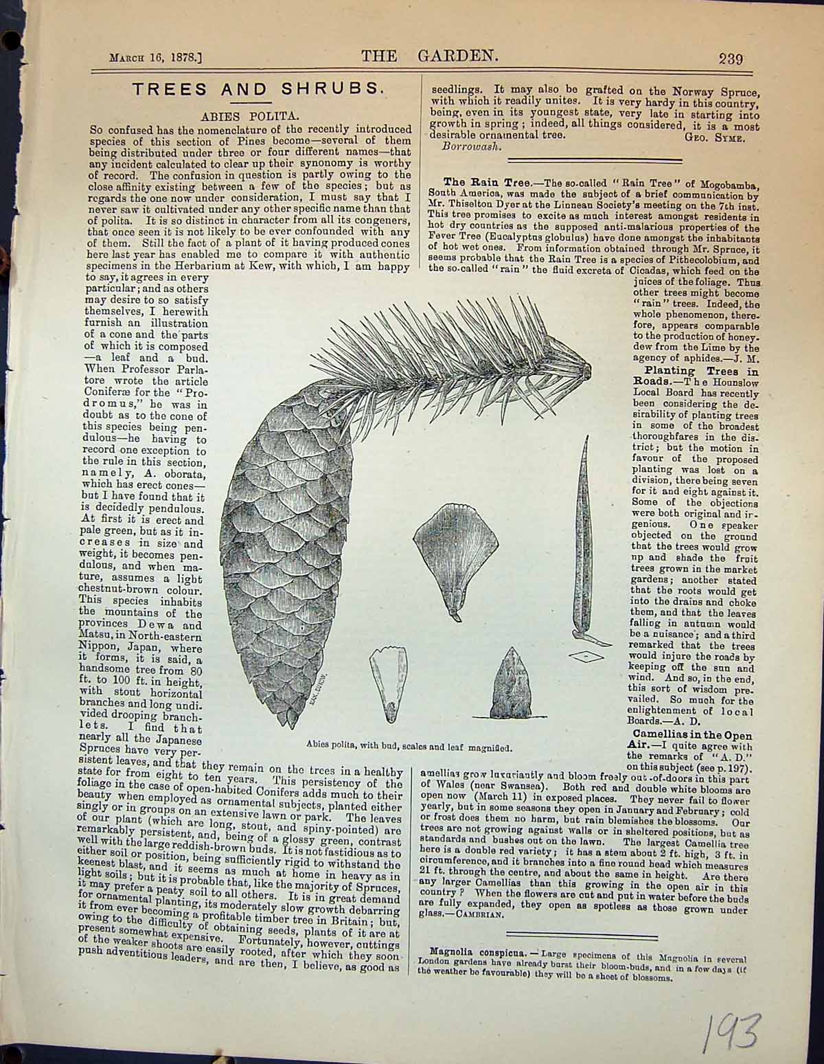 Original Old Antique Print Abies Polita Bud Scales Leaf Plants Garden 1878 19th