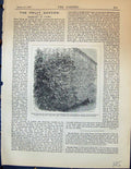 Antique Old Print Peach Tree Vertical Branches Chevreuse Tardive Garden 1878