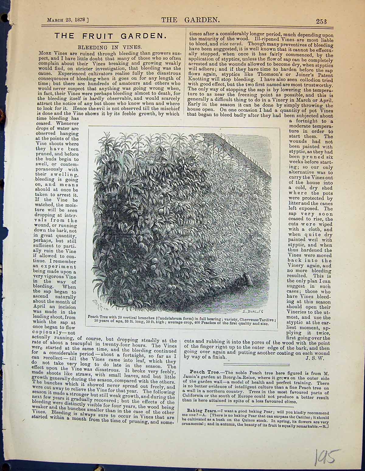 Antique Old Print Peach Tree Vertical Branches Chevreuse Tardive Garden 1878