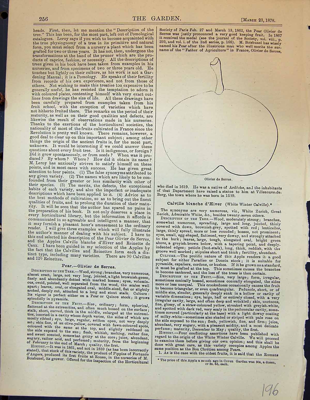 Original Old Antique Print Pear Olivier Se Serres Fruit Garden 1878 Victorian