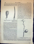 Old Seed-Vessel Lily Flower Fruit Bruguiera Salisburia Adiantifolia G 20th