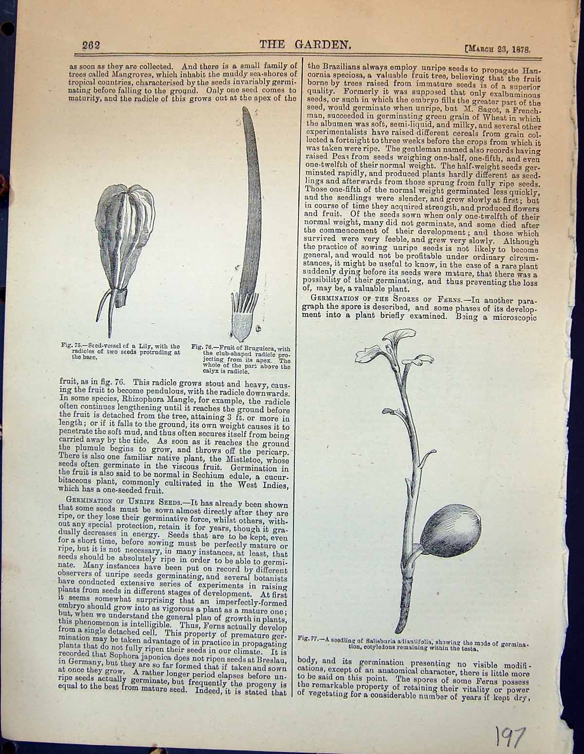 Old Seed-Vessel Lily Flower Fruit Bruguiera Salisburia Adiantifolia G 20th