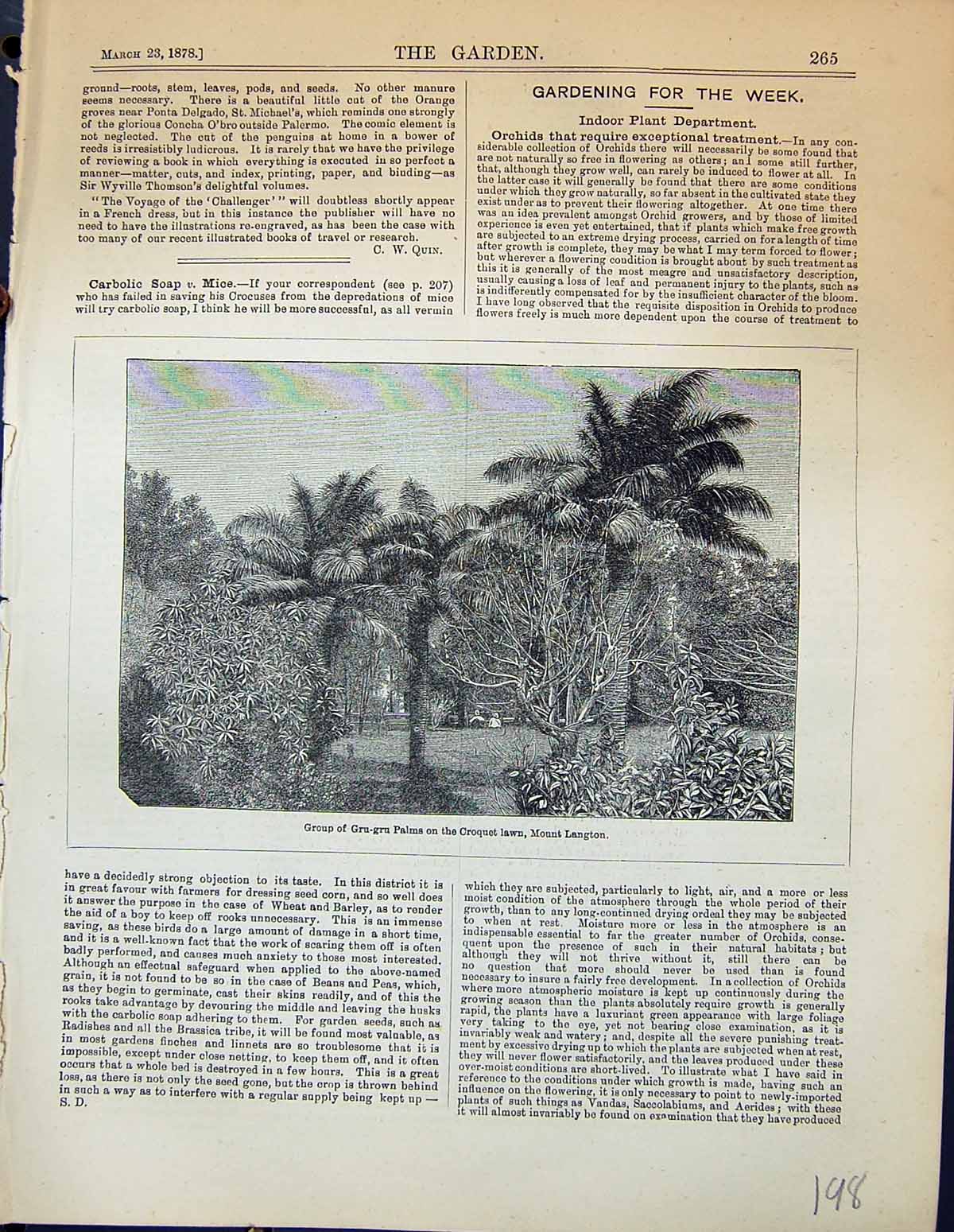Old Group Gru-Gru Palms Croquet Lawn Mount Langton Plants Garden 1878 Victorian