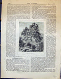 Original Old Antique Print Garden 1878 Weeping Gleditschia Trees 19th