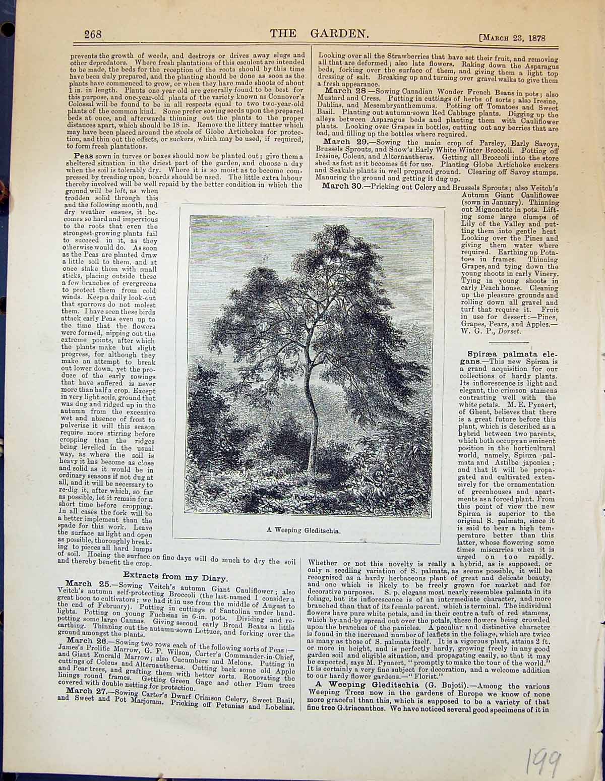 Original Old Antique Print Garden 1878 Weeping Gleditschia Trees 19th