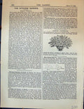 Original Old Antique Print Garden 1878 Crimped Dandelion Plant Flowers 19th