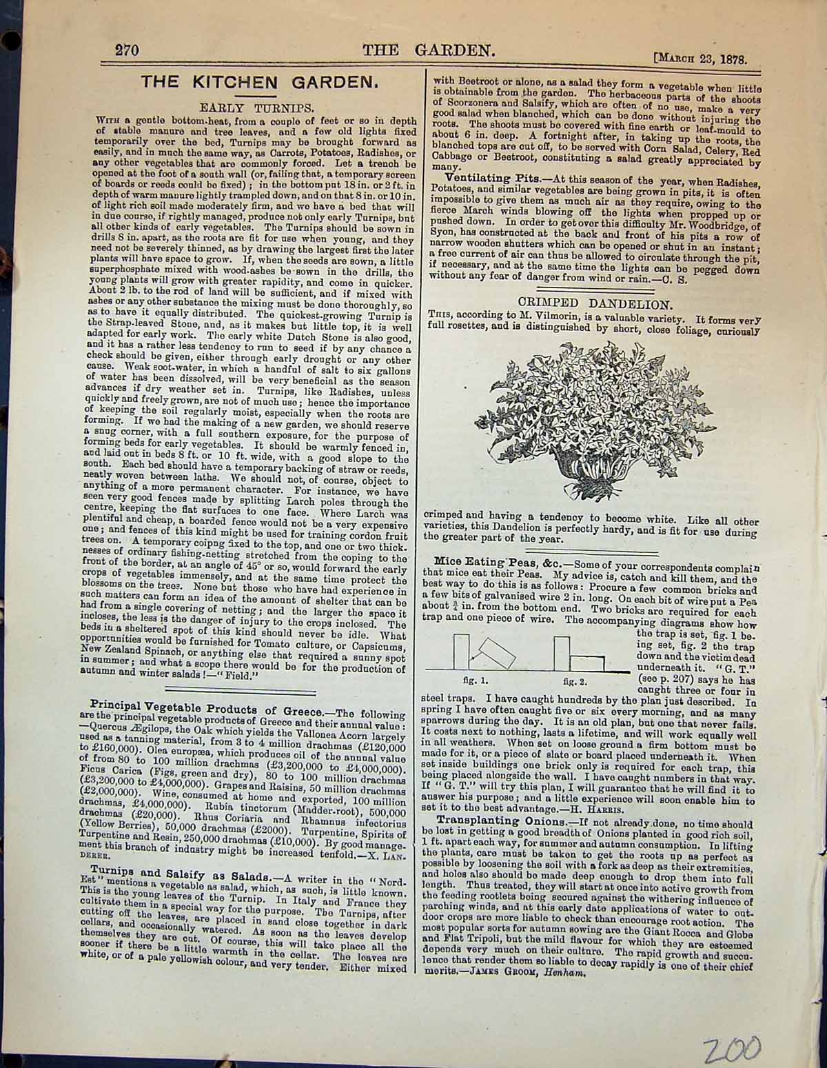 Original Old Antique Print Garden 1878 Crimped Dandelion Plant Flowers 19th