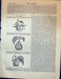 Old Pears Fruit Prince Albert Bon Chretien D'Hiver Bretonneau Garden