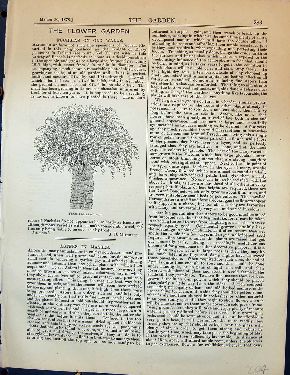 Original Old Antique Print Fuchsia Wall Plant Garden 1878 19th