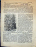 Original Old Antique Print Ivy Plants Stakes Botany Garden 1878 19th