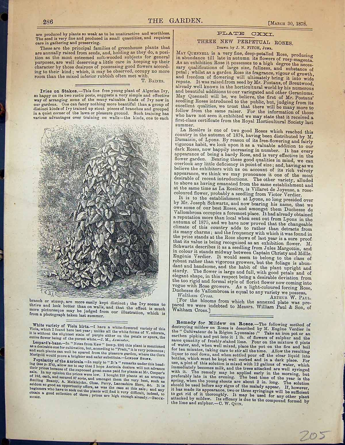 Original Old Antique Print Ivy Plants Stakes Botany Garden 1878 19th