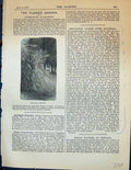 Original Old Antique Print Andropogon Halepensis Plants Garden 1878 Victorian