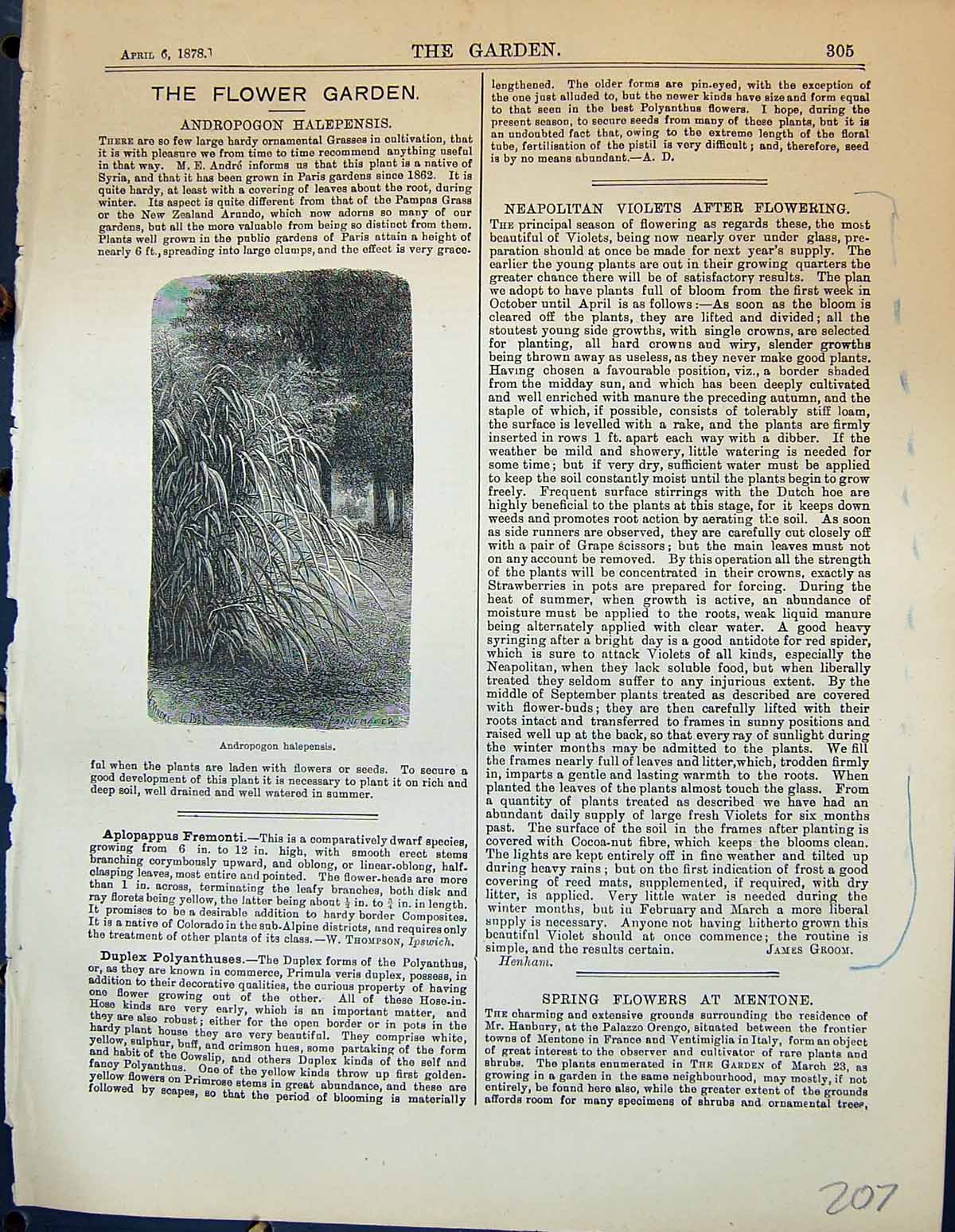 Original Old Antique Print Andropogon Halepensis Plants Garden 1878 Victorian