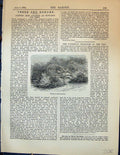 Original Old Antique Print Shrubs Rock Gardens Plants Garden 1878 Victorian