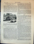 Original Old Antique Print Unmutilated Shrubs Plants Garden 1878 19th