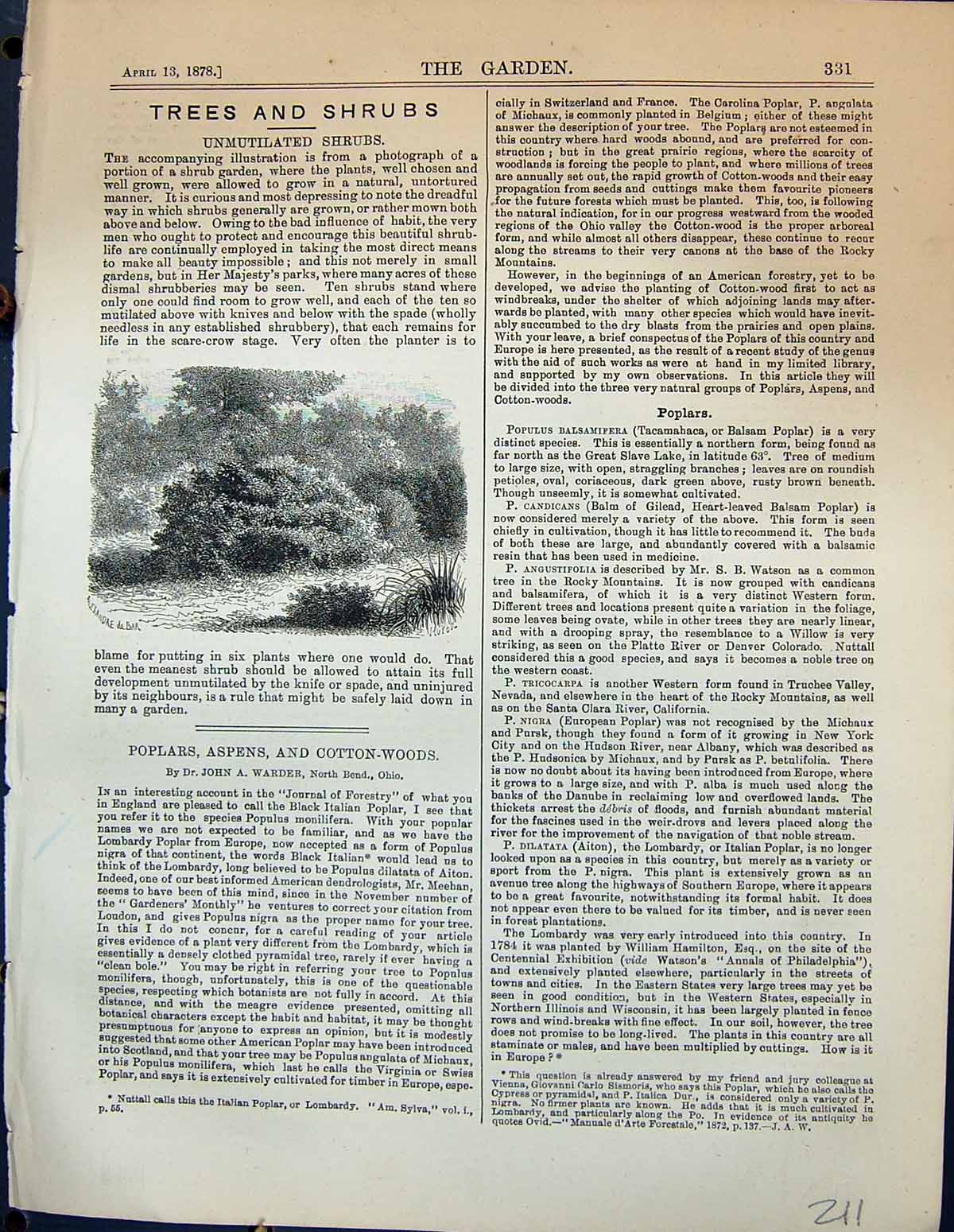 Original Old Antique Print Unmutilated Shrubs Plants Garden 1878 19th