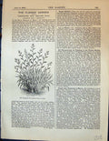 Old Variegated New Zealand Flax Plant Flowers Phorium Tenax Garden 18 19th