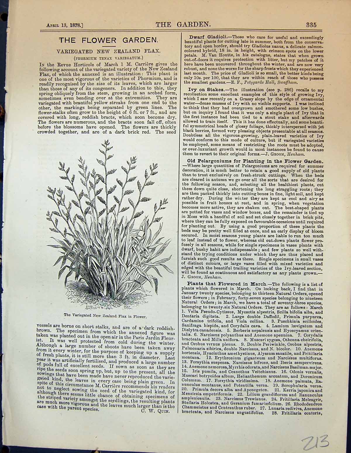 Old Variegated New Zealand Flax Plant Flowers Phorium Tenax Garden 18 19th