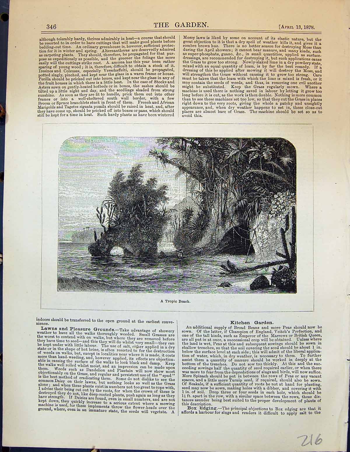Original Old Antique Print Tropic Beach Scene Plants Garden 1878 19th