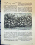 Original Old Antique Print Roses Palings Flowers Plants Garden 1878 Victorian