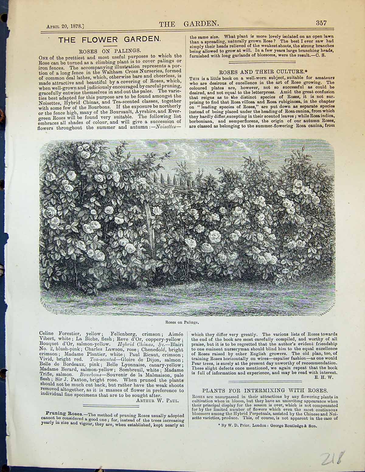 Original Old Antique Print Roses Palings Flowers Plants Garden 1878 Victorian