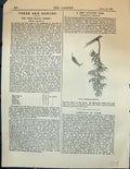 Original Old Antique Print Fruit Pterostyrax Hispidum Jpanese Tree Garden 1878