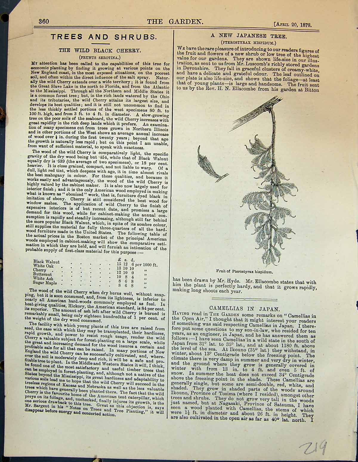 Original Old Antique Print Fruit Pterostyrax Hispidum Jpanese Tree Garden 1878