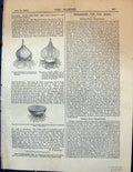 Old Print Tunicated Bulbs Hyacinth Cross Section Bases Leaves Garden 1878 19th
