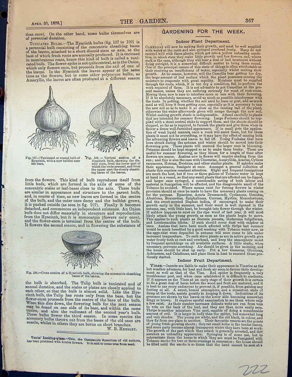 Old Print Tunicated Bulbs Hyacinth Cross Section Bases Leaves Garden 1878 19th