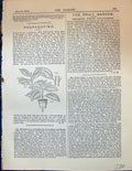 Original Old Antique Print Propagating Cyanophyllum Magnificum Garden 1878 19th