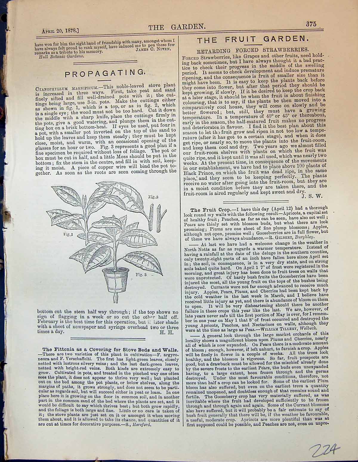 Original Old Antique Print Propagating Cyanophyllum Magnificum Garden 1878 19th