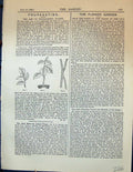 Original Old Antique Print Garden 1878 Art Propagating Plants 19th