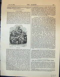 Original Old Antique Print Bush Roses Flowers Plants Garden 1878 19th