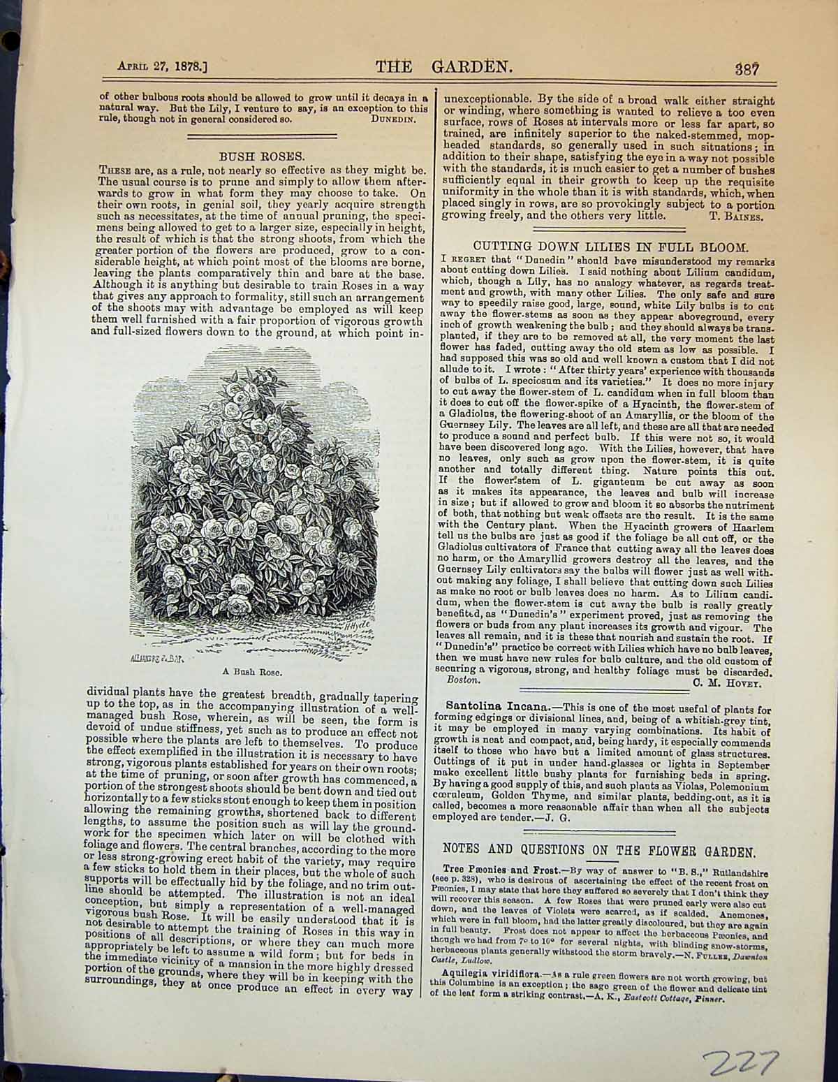 Original Old Antique Print Bush Roses Flowers Plants Garden 1878 19th